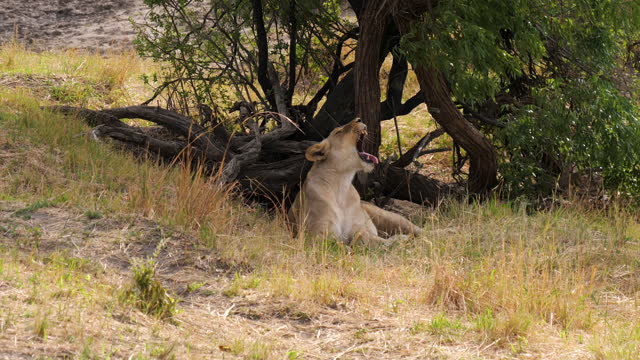 Lion (Leo Panthera) standing up from lying under a tree