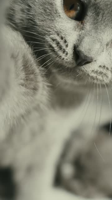 SLO MO Closeup Portrait of Cute British Shorthair Cat Touching Camera at Home