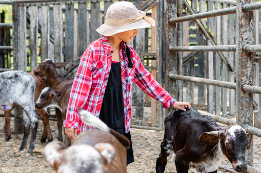 little girl touching the small calf, surrounded by small cow calves enclosed in the pen, red shirt
