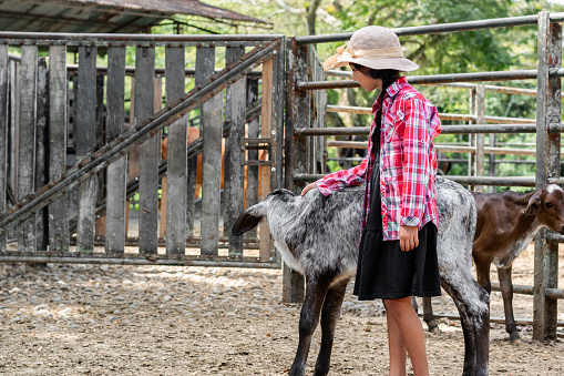 little Latina peasant girl, touching her gray calf as she looks at it, standing next to the calf