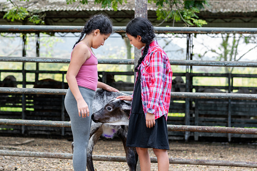 two Latina farm girls touching the little calf, while he tries to sniff them.
