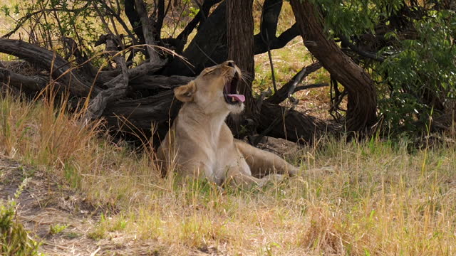 Lion (Leo Panthera) yawning