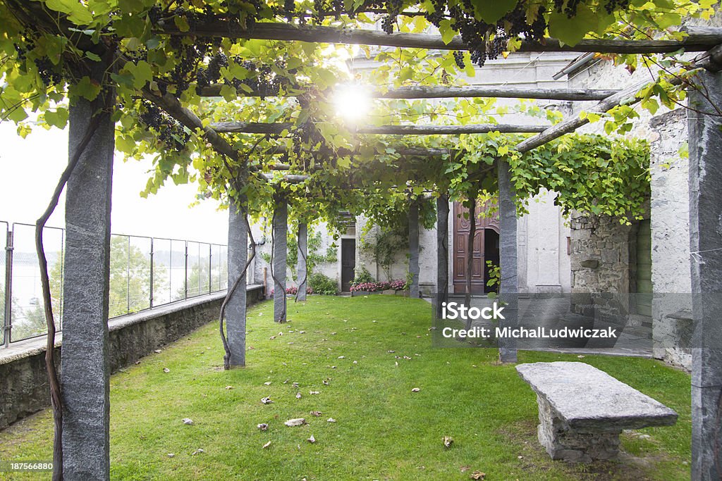 Vignoble locaux - Photo de Agriculture libre de droits