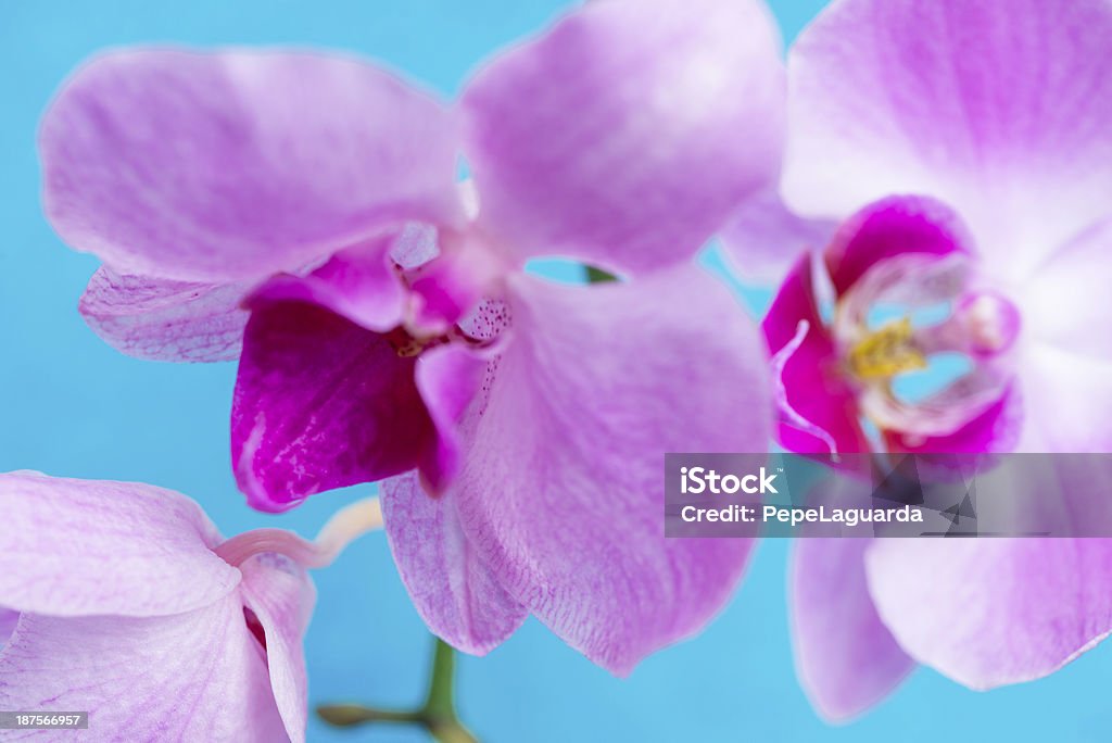 Close-up de fleur d'orchidée sur fond bleu turquoise - Photo de Beauté libre de droits