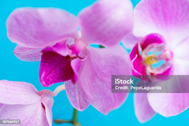 Closeup De Flor De Orquídea Sobre Fundo Azul Turquesa - Fotografias de stock e mais imagens de Azul