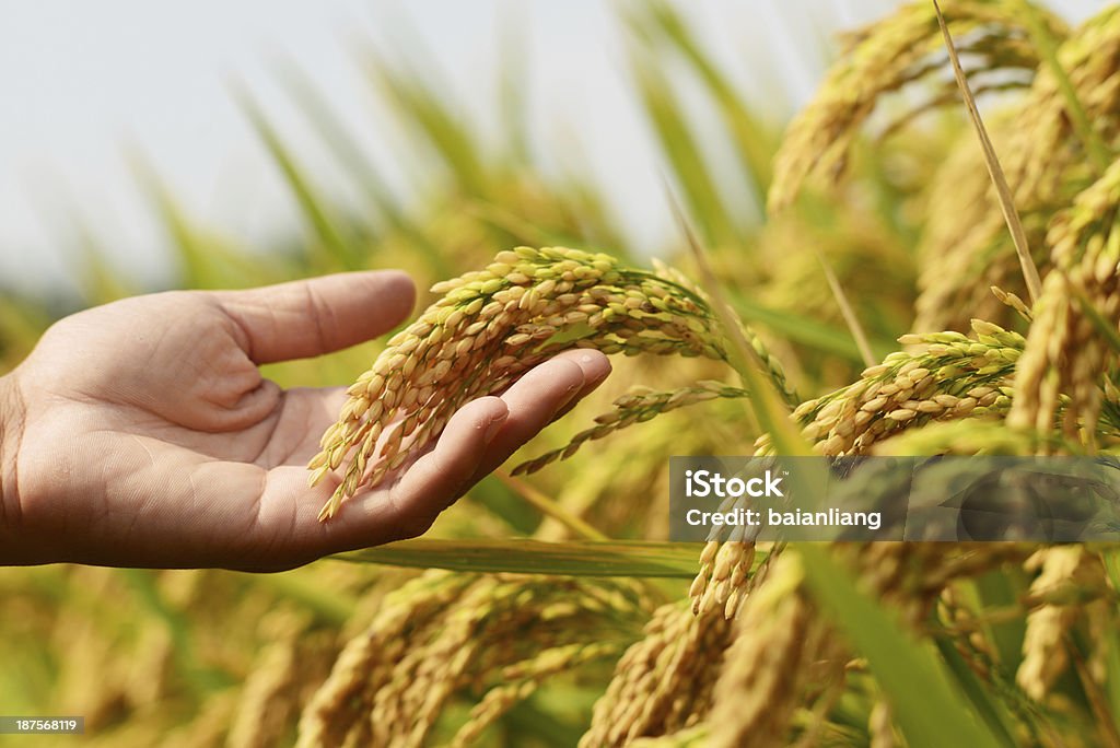 Rice-crop - Lizenzfrei Agrarbetrieb Stock-Foto