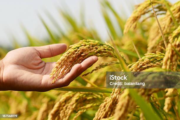 Ricecrop Stockfoto und mehr Bilder von Agrarbetrieb - Agrarbetrieb, Bauernberuf, Ernten