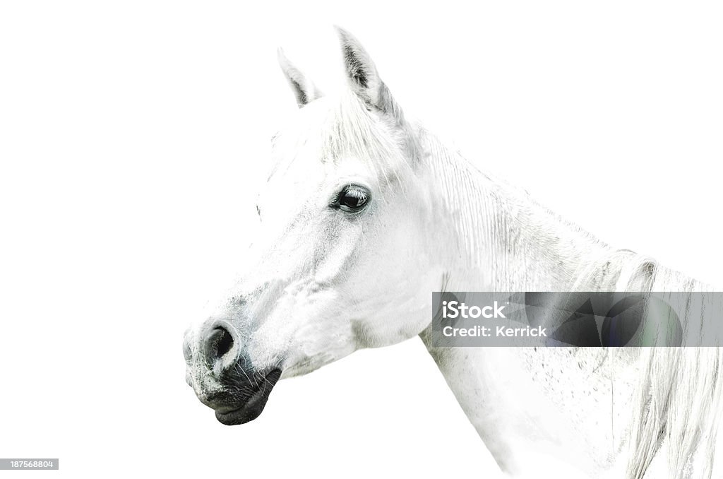 white horse details auf weißem Hintergrund - Lizenzfrei Pferd Stock-Foto