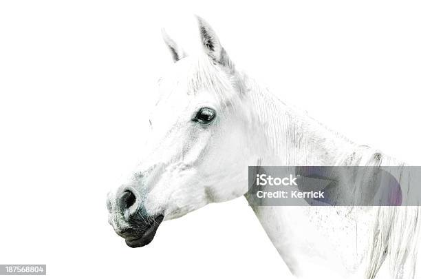 White Horse Details Auf Weißem Hintergrund Stockfoto und mehr Bilder von Pferd - Pferd, Weißer Hintergrund, Tierkopf