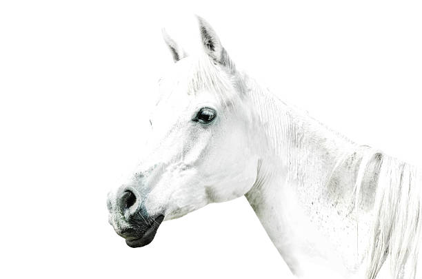 istock white horse details on white-background 187568804