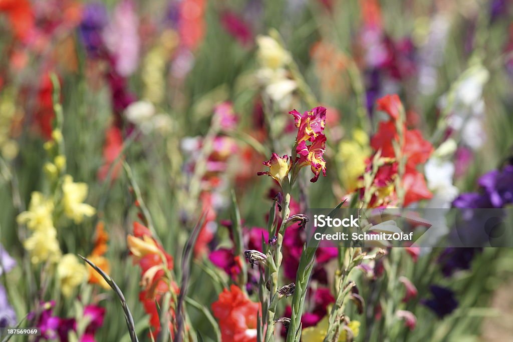 bloming Gladiole field - Lizenzfrei Blume Stock-Foto