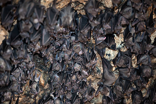 大きなグループのコウモリの洞窟 - pura goa lawah ストックフォトと画像