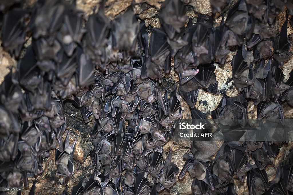 Grande grupo de Bats em uma caverna - Royalty-free Animal Foto de stock