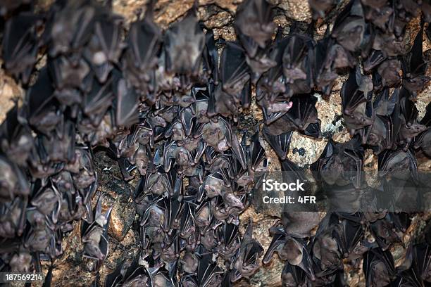 Grande Grupo De Bats Em Uma Caverna - Fotografias de stock e mais imagens de Animal - Animal, Bali, Cabeludo