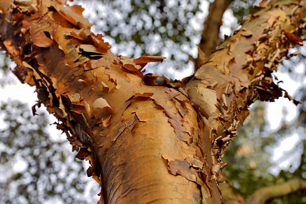 Trunk of paperbark maple tree Acer griseum stock photo