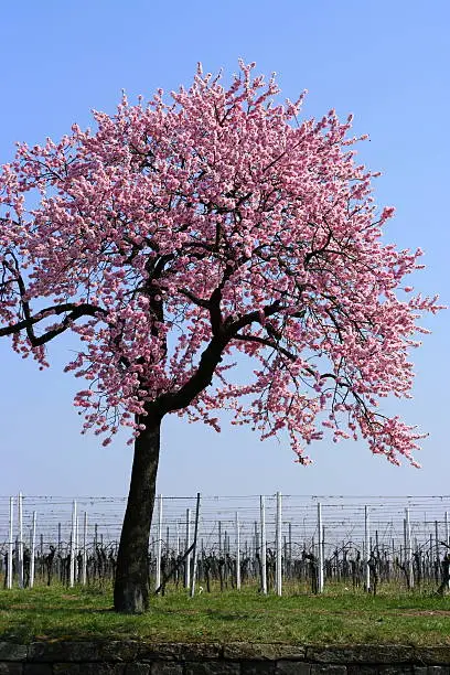 Almond tree in springtime