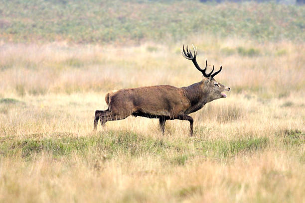 istock Royal red deer stag Cervus elaphus chasing bachelor stags 187570793