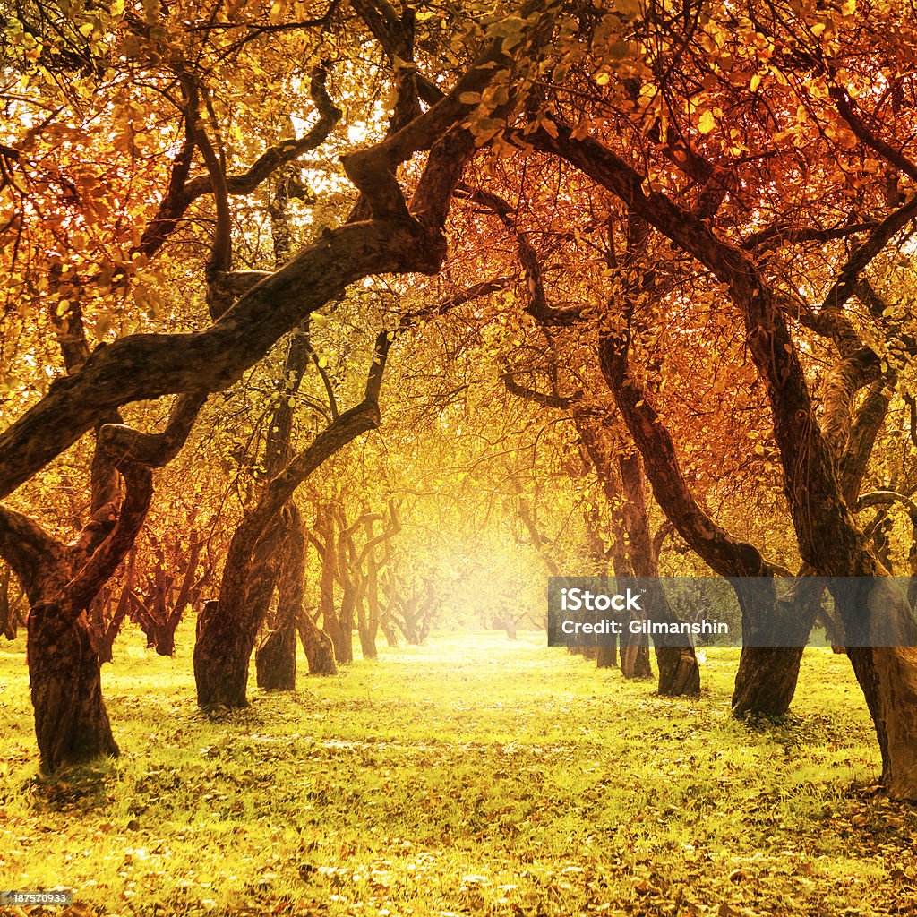 Autumn. Fall. Autumnal Park Autumn. Fall. Autumnal Park. Autumn Trees and Leaves Autumn Stock Photo