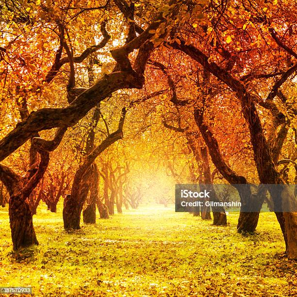 Autumn Fall Autumnal Park Stock Photo - Download Image Now - Autumn, Beauty In Nature, Forest