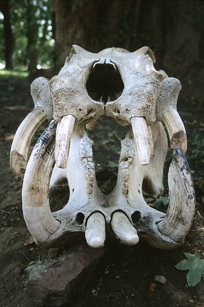 istock Hippopotamus skull with huge tusks Zimbabwe 187571014