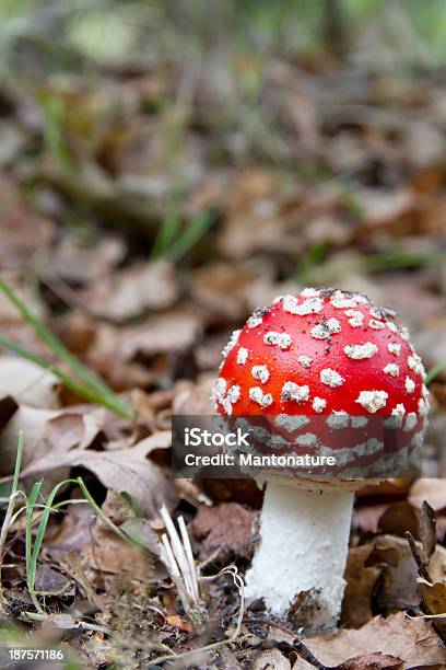 플라이에는 Agaric Amanita Muscaria 0명에 대한 스톡 사진 및 기타 이미지 - 0명, 가을, 갈색