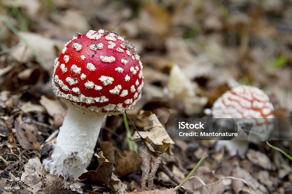 Amanita muscaria chiomato (Mosca) - Foto stock royalty-free di Ambientazione esterna