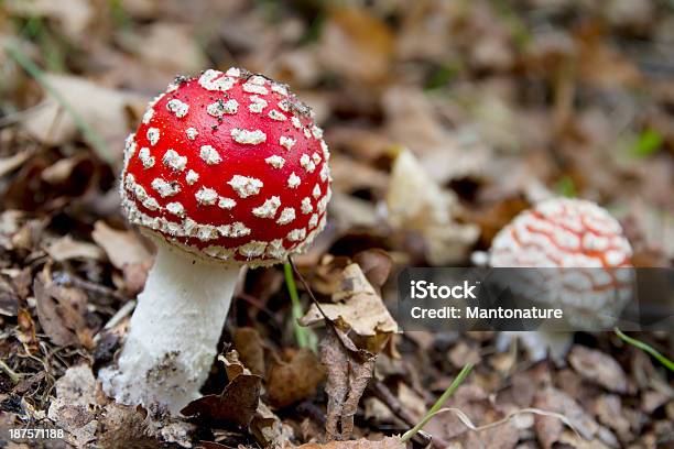 Amanita Muscaria Chiomato - Fotografie stock e altre immagini di Ambientazione esterna - Ambientazione esterna, Autunno, Bellezza naturale