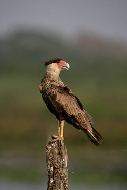 istock Crested caracara, Caracaraa cheriway 187571281