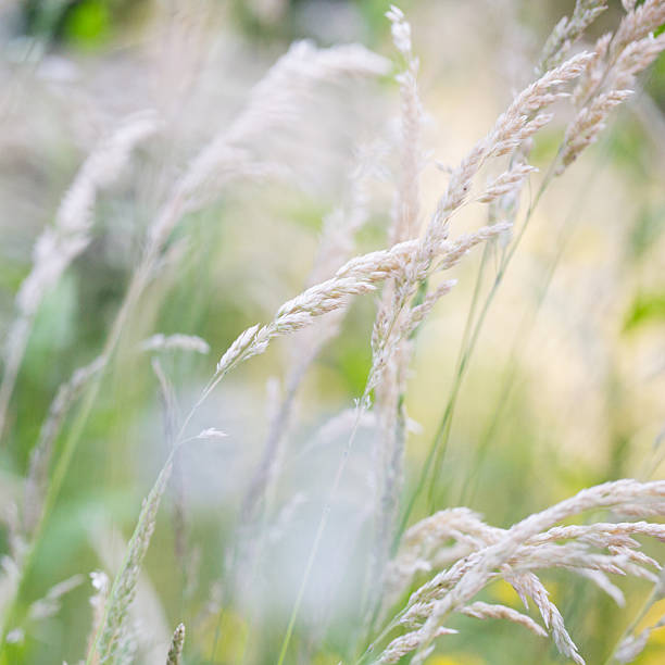 istock Blades of grass in the wind 187571318