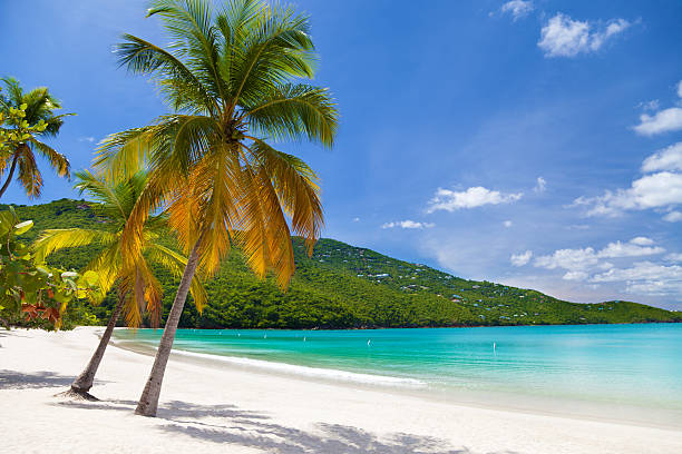 palm trees at Magens Bay, St.Thomas, US Virgin Islands world famous, one mile long Magens Bay, St. Thomas, US Virgin Islands st. thomas virgin islands photos stock pictures, royalty-free photos & images