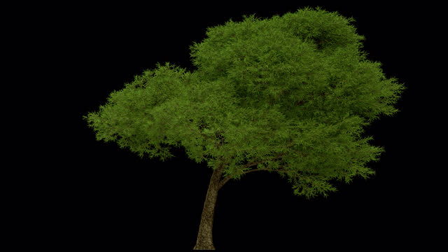 3d Senegalia Tree