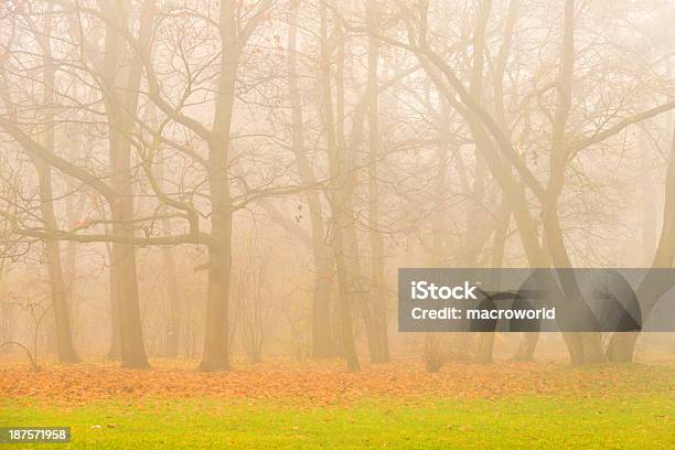 Photo libre de droit de Paysage Dautomne Brumeux 36 Mpx banque d'images et plus d'images libres de droit de Arbre - Arbre, Au loin, Automne