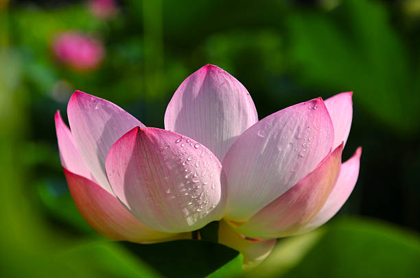 istock Blossom pink lotus flower 187574077