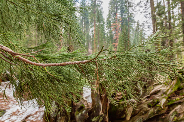 riesige mammutbaumgrüne blätter und zweige - yosemite falls tree branch landscape stock-fotos und bilder