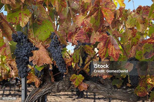 Photo libre de droit de Gros Plan De Bio À Vin Pinot Noir Raisin Sur La Vigne banque d'images et plus d'images libres de droit de Affluence