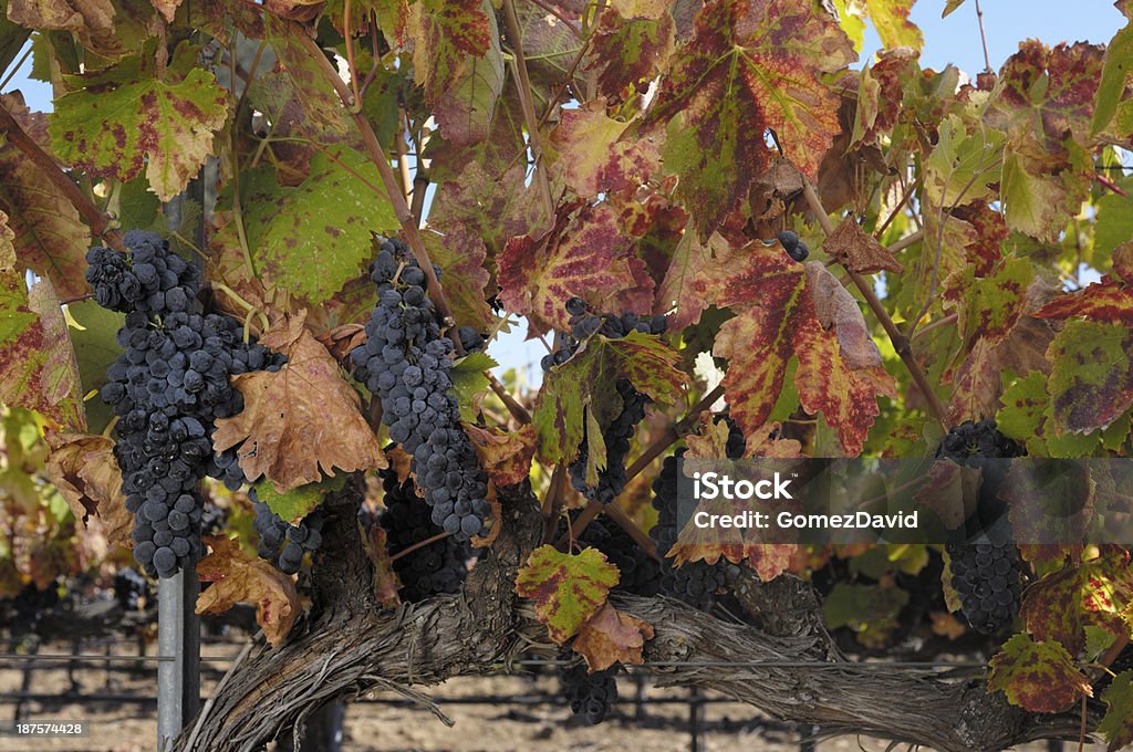 Close-up di organico vino e uve Pinot Nero da vigneti - Foto stock royalty-free di Acerbo