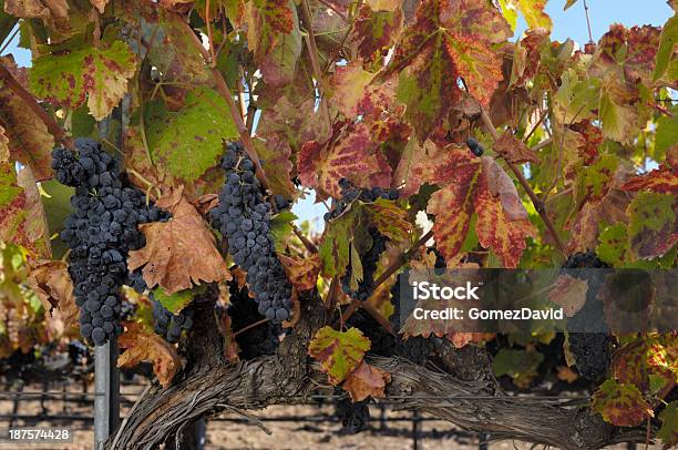 Closeup Of Organic Pinot Noir Wine Виноград На Виноградной Лозы — стоковые фотографии и другие картинки Без людей