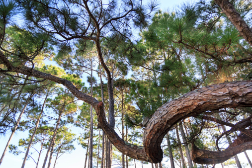 A large and  beautiful Pine trees with big winding limbs and branches growing up to the sky.