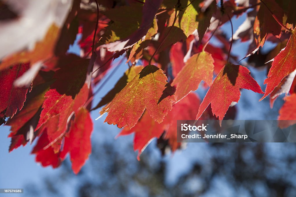 Autumn foliage Autumn Stock Photo