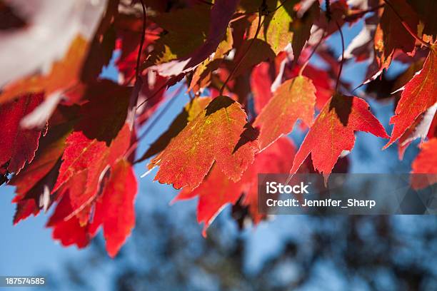 Autumn Foliage Stock Photo - Download Image Now - Autumn, Backgrounds, Beauty