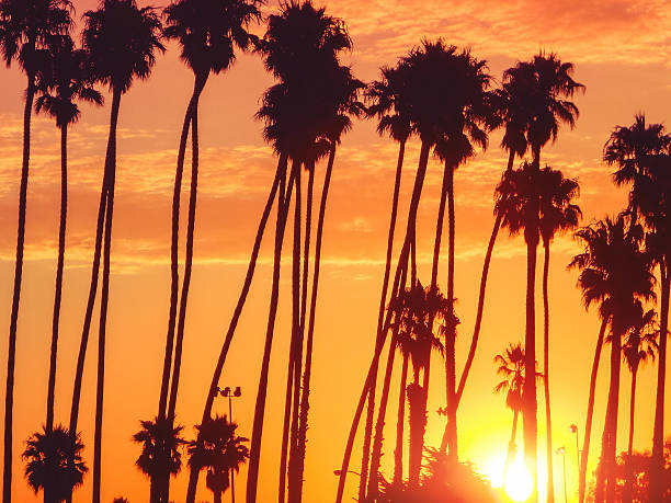 istock Tropical palm tree on Venice - los angeles 187574732