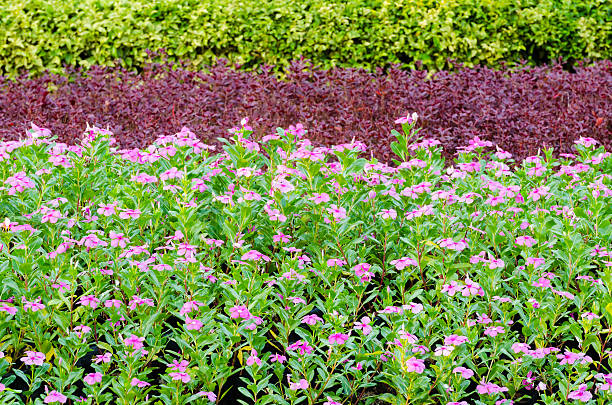 Pattern View of Decorative Beautiful Ornamental Plants Tree Tropical Landscape and  Flower in Nature Garden at Thailand