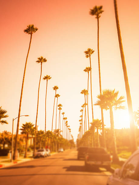 tropikalne palmy na hollywood - beverly hills california rodeo drive city of los angeles hollywood california zdjęcia i obrazy z banku zdjęć