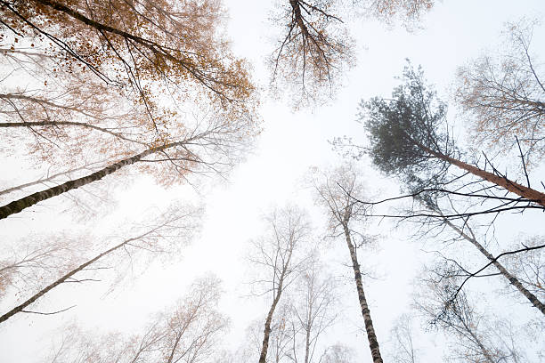 istock Surrounded by Birch Trees in Autumn - 36 Mpx 187574884