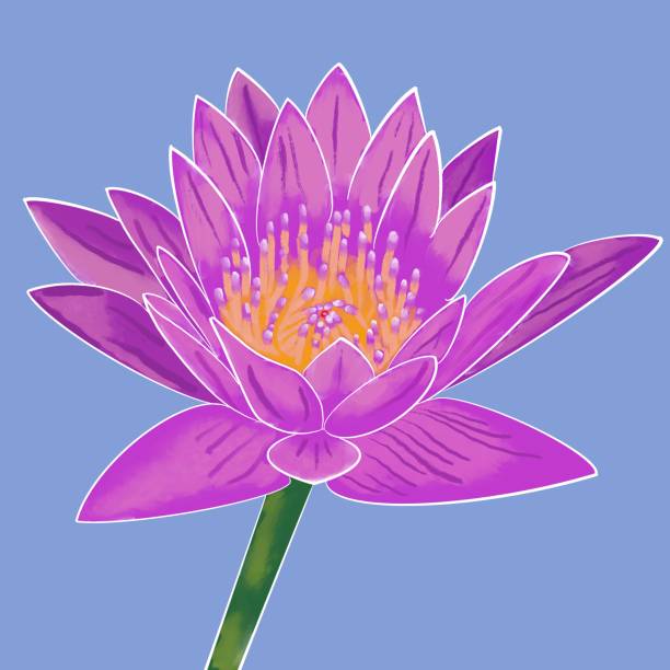 istock Violet lotus illustration when blossom with purple background. 1875750948