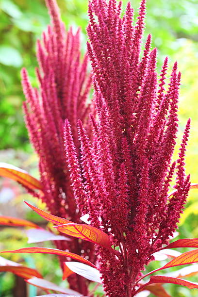 amarante rouge - amaranthus cruentus photos et images de collection