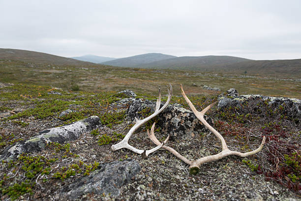 istock Reindeer horns in wilderness 187575940