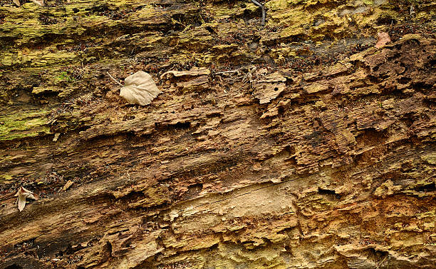 istock Autumn leaf on a wooden background 187576767
