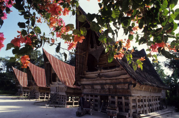 Batak Houses, Lake Toba, Samosir Island, Sumatra, Indonesia Traditional Toba Batak houses with buffalo horn inspired roofs at the village of Tomok on Samosir, Lake Toba, North Sumatra, Indonesia. Row of four typical wooden houses framed by flowering orange bougainvillea. The house in the foreground has a thatched roof while the three in the background have metal roofs. Horizontal color image. lake toba indonesia stock pictures, royalty-free photos & images