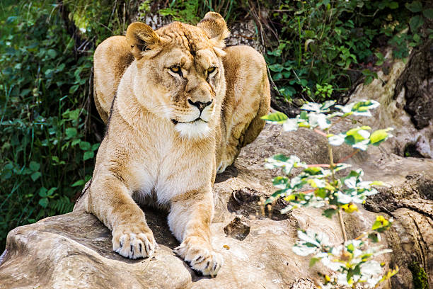 istock Female African Lion 187577729